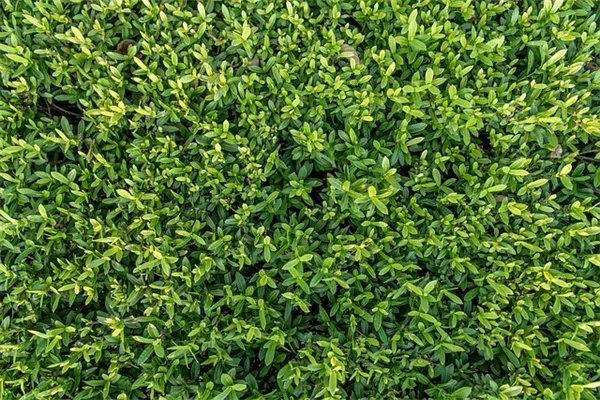 卵の殻とレモン汁で即効性のカルシウム肥料を作る方法