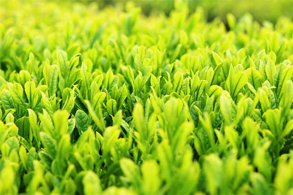 アパートに最適な観葉植物10選：狭い部屋でも育つおすすめの種類と育て方